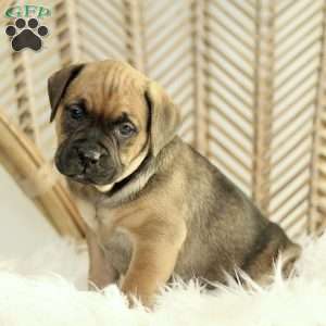 Cupid, Boxador Puppy