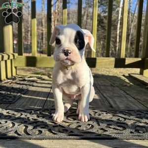 Neill, Boxer Puppy