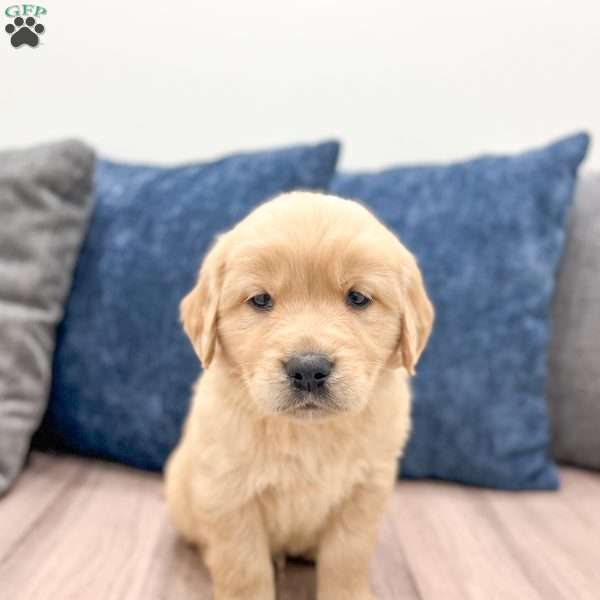 Cleo, Golden Retriever Puppy