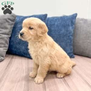 Cleo, Golden Retriever Puppy