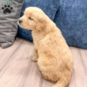 Cleo, Golden Retriever Puppy