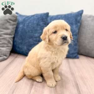 Cleo, Golden Retriever Puppy