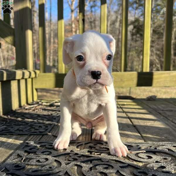 Nena, Boxer Puppy