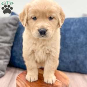 Cleo, Golden Retriever Puppy