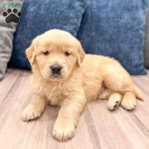 Cleo, Golden Retriever Puppy