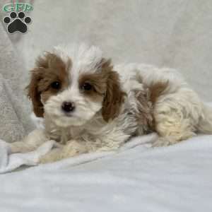 Peggy, Cavapoo Puppy