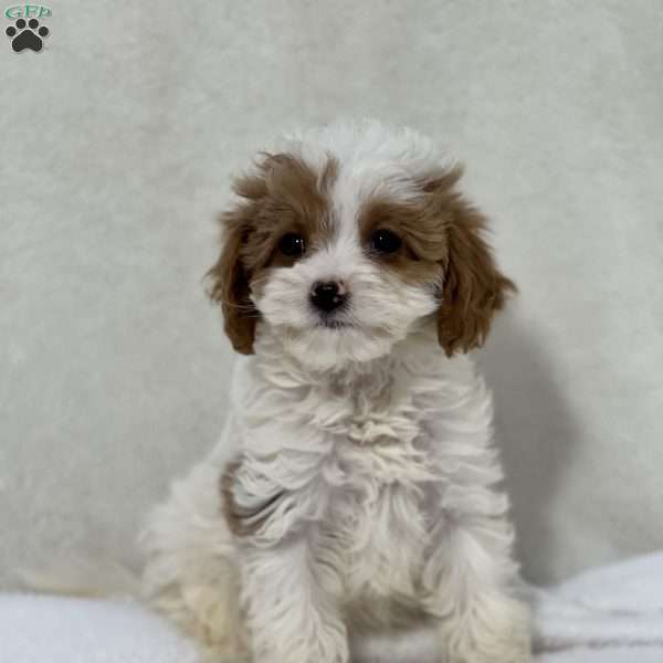 Peggy, Cavapoo Puppy