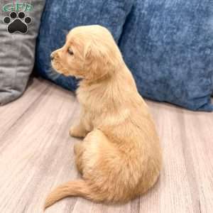 Pippa, Golden Retriever Puppy