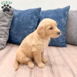 Pippa, Golden Retriever Puppy