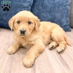 Pippa, Golden Retriever Puppy