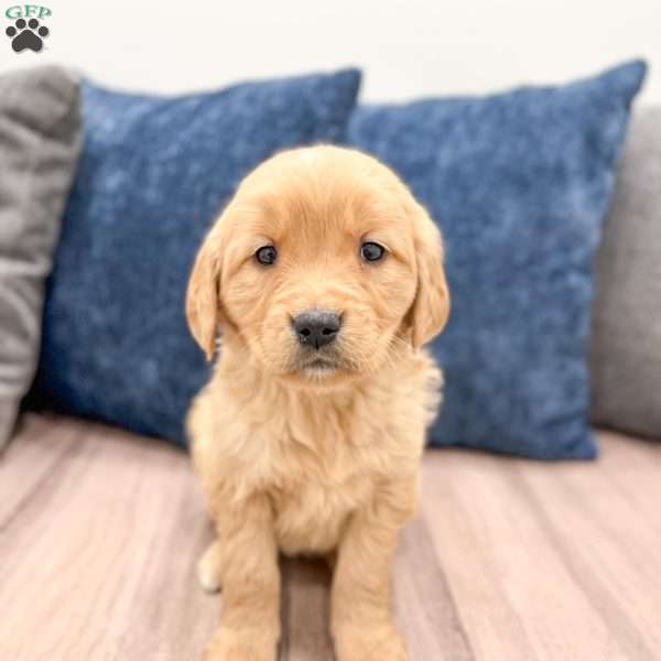 Pearl, Golden Retriever Puppy