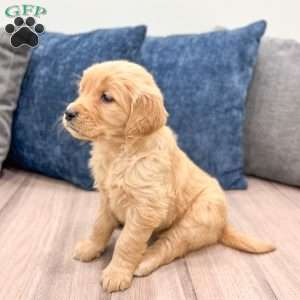 Pearl, Golden Retriever Puppy