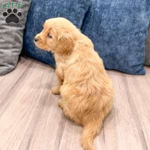 Pearl, Golden Retriever Puppy