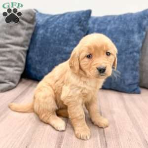 Pearl, Golden Retriever Puppy