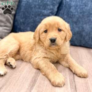 Pearl, Golden Retriever Puppy