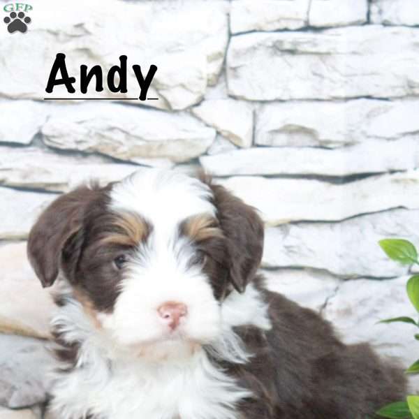 Andy, Bernedoodle Puppy