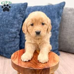 Pearl, Golden Retriever Puppy