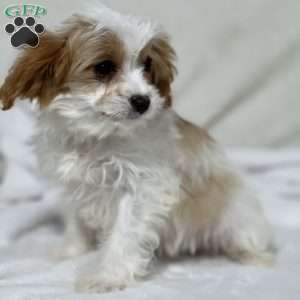 Poppy, Cavapoo Puppy