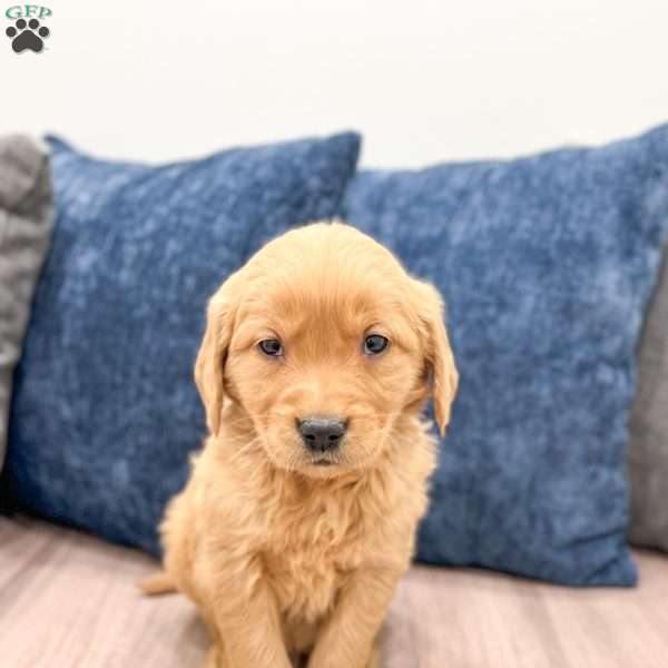 Cash, Golden Retriever Puppy