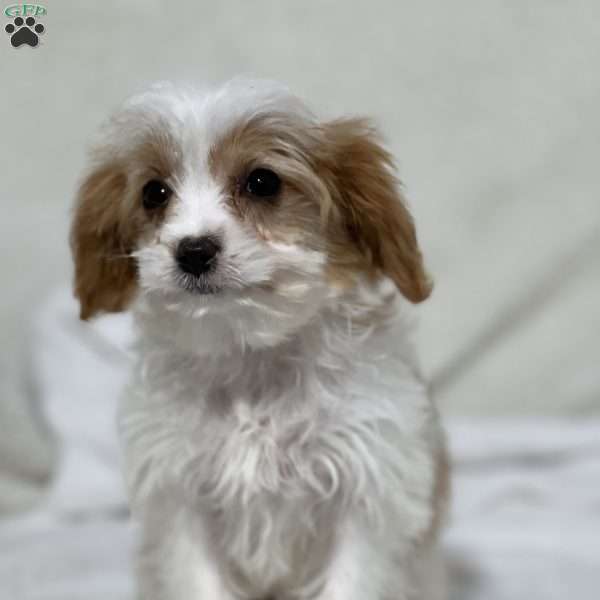 Poppy, Cavapoo Puppy