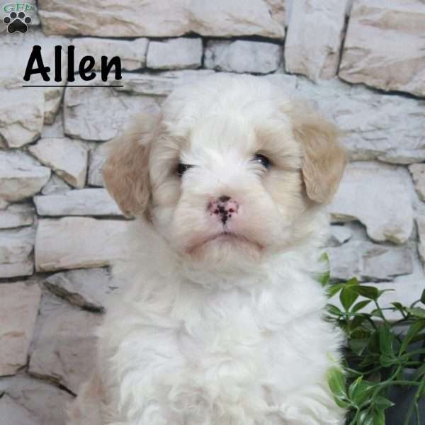 Allen, Bernedoodle Puppy