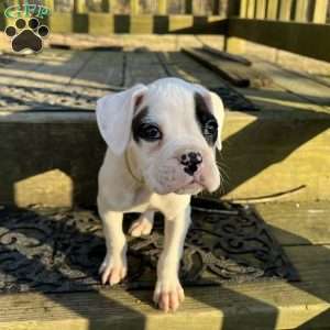 Neill, Boxer Puppy