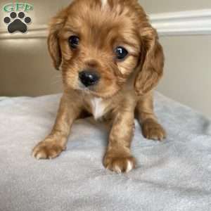 Prince, Cavalier King Charles Spaniel Puppy