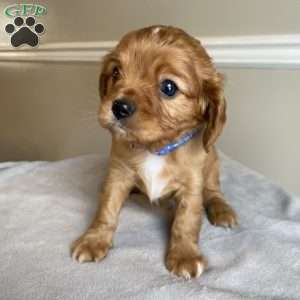 Prince, Cavalier King Charles Spaniel Puppy