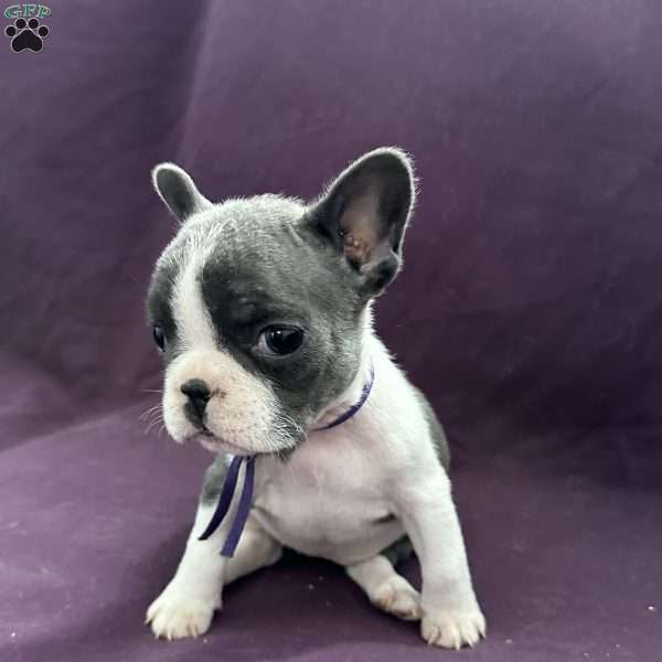 Dot, French Bulldog Puppy