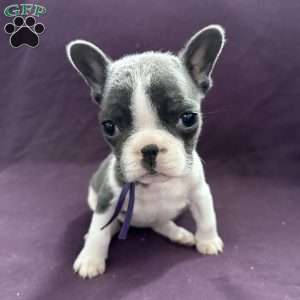 Dot, French Bulldog Puppy