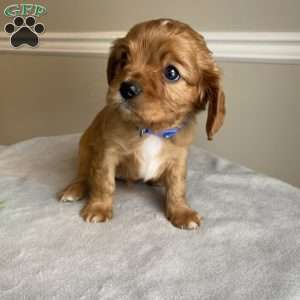 Prince, Cavalier King Charles Spaniel Puppy