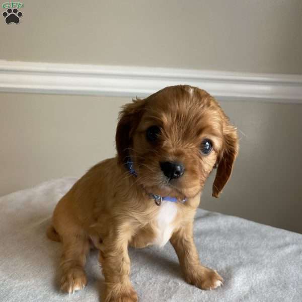 Prince, Cavalier King Charles Spaniel Puppy