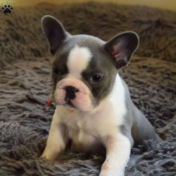 Heimlick, French Bulldog Puppy