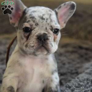 Flik, French Bulldog Puppy