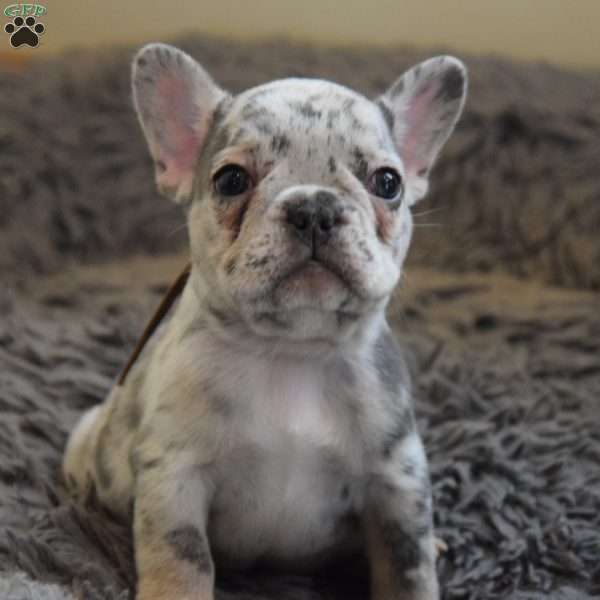 Flik, French Bulldog Puppy