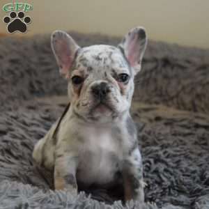 Flik, French Bulldog Puppy