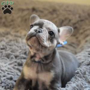 Manny, French Bulldog Puppy