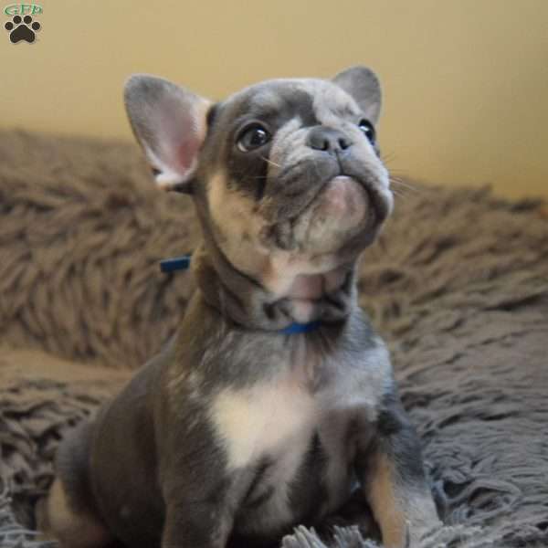 Manny, French Bulldog Puppy