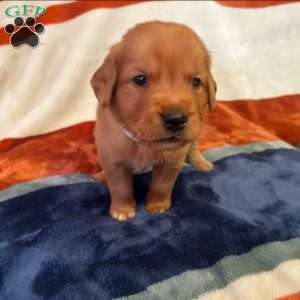 Maple, Golden Retriever Puppy