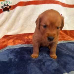 Cider, Golden Retriever Puppy
