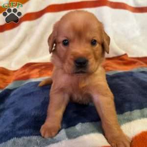 Pumpkin, Golden Retriever Puppy
