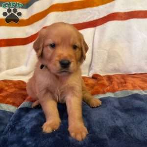 Harvest, Golden Retriever Puppy