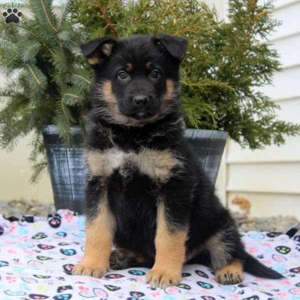 Ian, German Shepherd Puppy