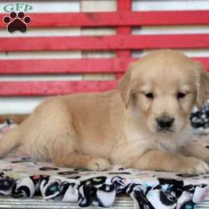 Ian, Golden Retriever Puppy