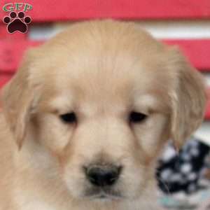 Ian, Golden Retriever Puppy