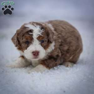 Icicle, Mini Bernedoodle Puppy