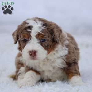 Icicle, Mini Bernedoodle Puppy