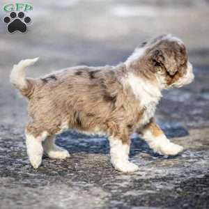 Icicle, Mini Bernedoodle Puppy