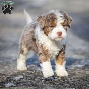 Icicle, Mini Bernedoodle Puppy