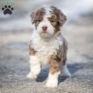 Icicle, Mini Bernedoodle Puppy